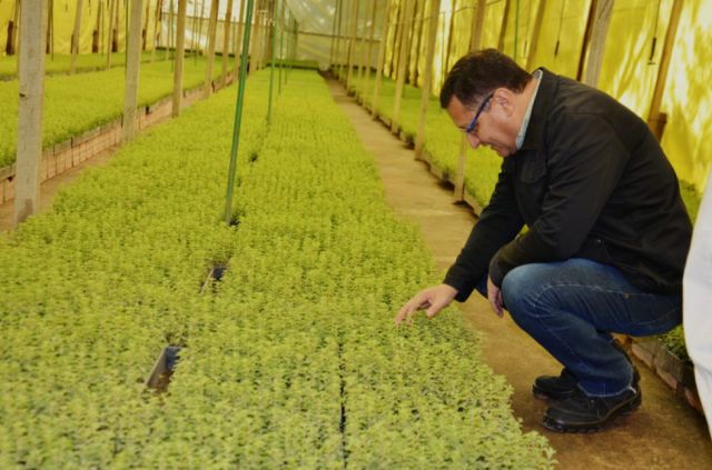 Gobernación de Tarija entrega viveros para fortalecer la producción de orégano 