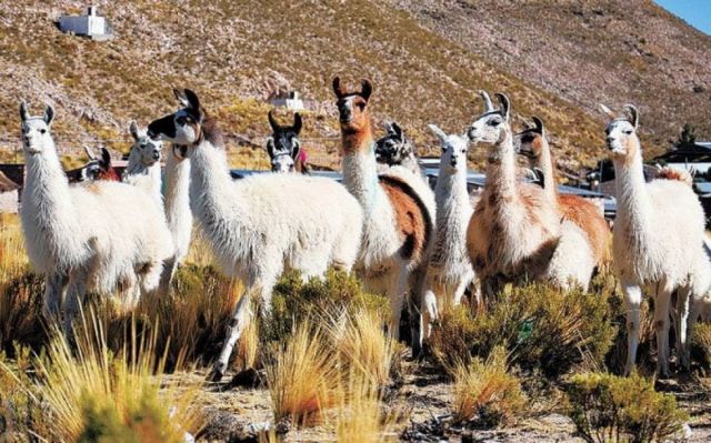 Buscan reactivar producción de camélidos