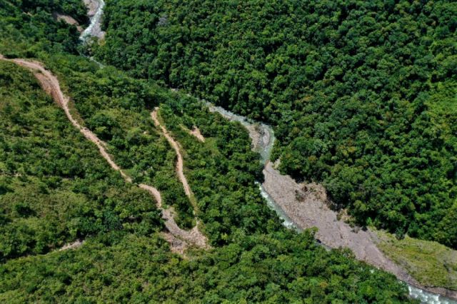 Los bosques contrarrestan el efecto invernadero