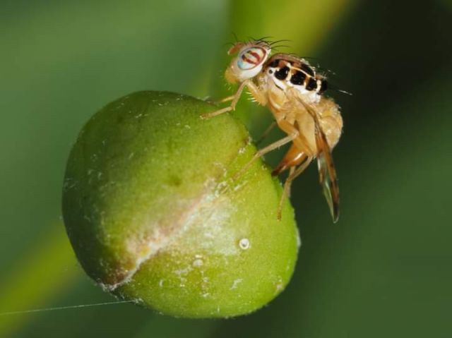 Capacitan a productores sobre la mosca de fruta
