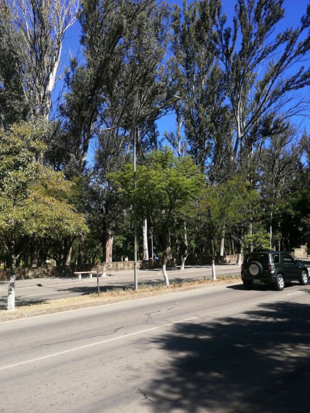 El agradable verdor de nuestra avenida principal