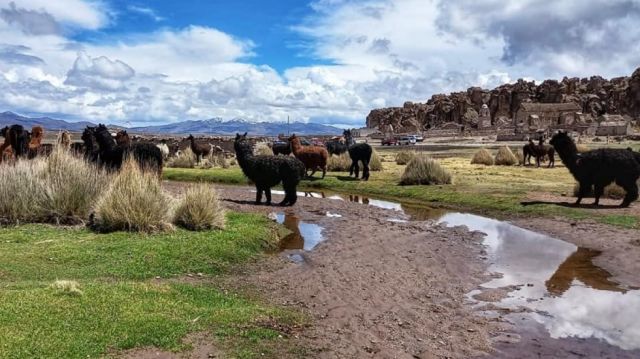 Inyectarán $us 60 MM al sector camélido