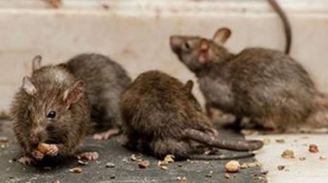 Fallece joven de 17 años con hantavirus en Bermejo