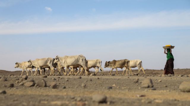 FAO llama evitar catástrofe humanitaria en África