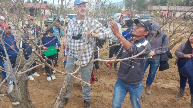 Capacitan a productores sobre poda de árboles frutales