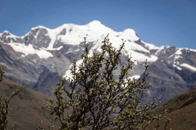 Bosques de Queñua 