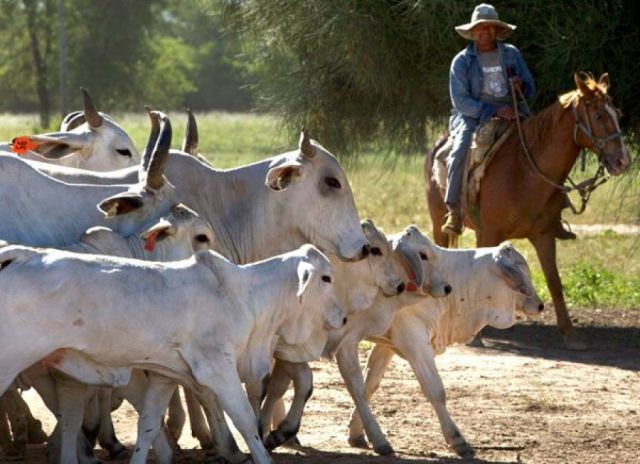 Gobierno apoyará al sector ganadero de Tarija