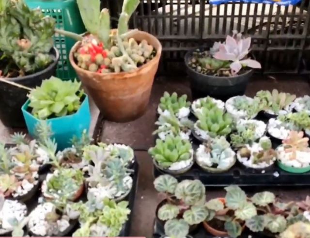 Feria de Santa Anita de plantas en miniatura se realizará el miércoles en Tarija