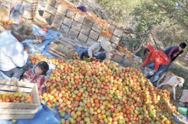 La sequía amenaza cultivos y ganado de 5 municipios de Tarija