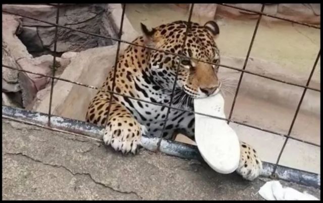 Un jaguar ataca a un adolescente en un zoológico de México
