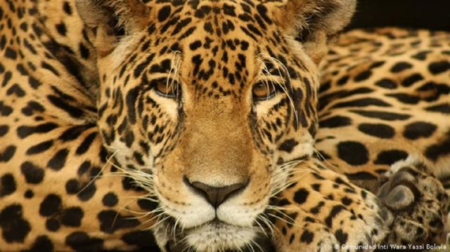Una detective de jaguares o cómo frenar la destrucción de su habitat