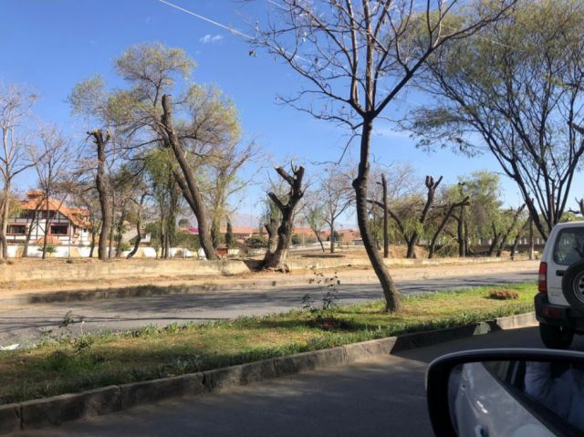 Alcaldía deslinda responsabilidad por poda indiscriminada de árboles en Tarija