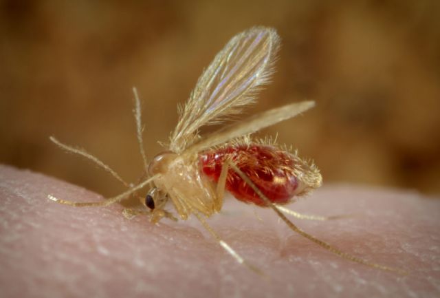 Leishmaniasis y todo lo que se sabe de la enfermedad en Tarija