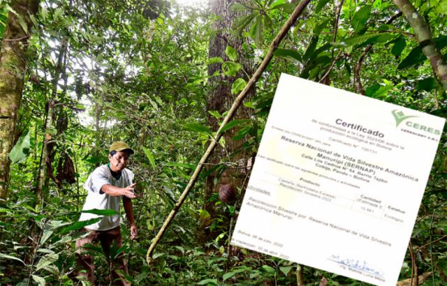 Renuevan certificación internacional para la castaña orgánica en Pando