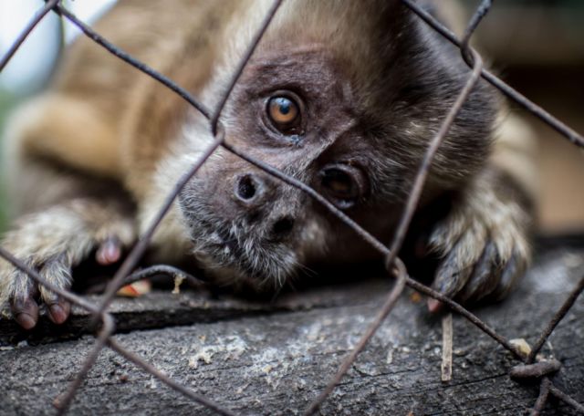 Proyecto de ley plantea entre 1 y 10 años de cárcel ante casos de violencia y maltrato animal