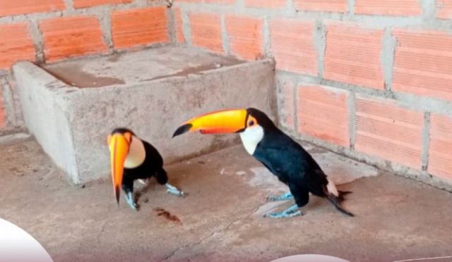 Ciudadano rescata dos tucanes que eran comercializados en el mercado Campesino de Tarija
