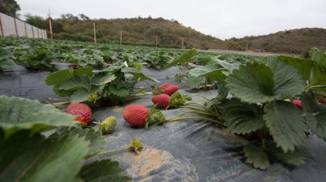 Tarija: Impulsan cultivo de arándano y frutilla