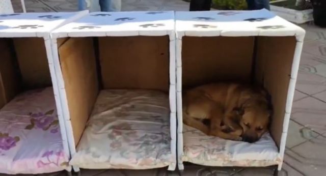 Entregan casitas para perros callejeros de la Terminal en Tarija