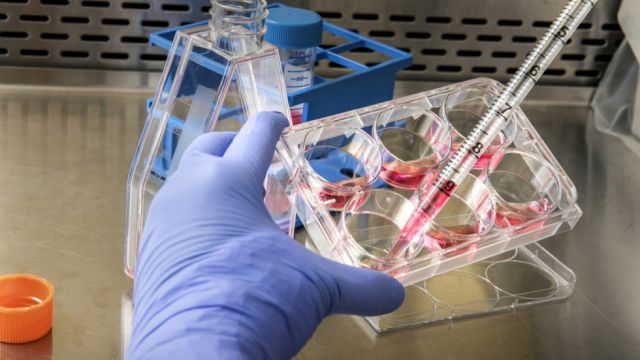 Un compuesto químico que se obtiene de los árboles puede combatir bacterias resistentes a los medicamentos