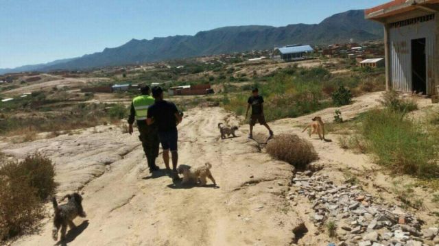Tarija: Casos de rabia canina encienden alarmas 