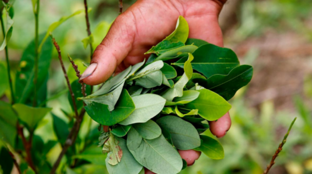 Analistas: Discurso de la industrialización de coca solo busca ampliar cultivos excedentarios