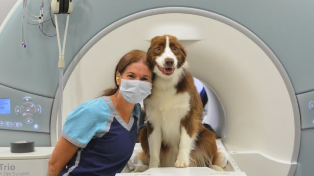 Revelan cómo los perros perciben el mundo