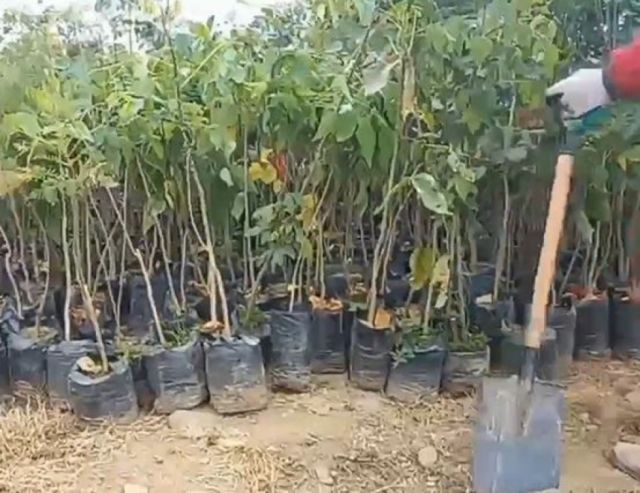 Inicia arborización masiva en el ingreso sur de Tarija