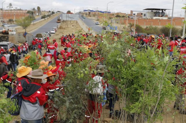 La Alcaldía de Tarija y 700 voluntarios plantaron 1.500 arbolitos 