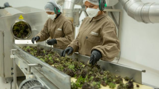Argentina aprueba la primera planta habilitada para producir cannabis medicinal