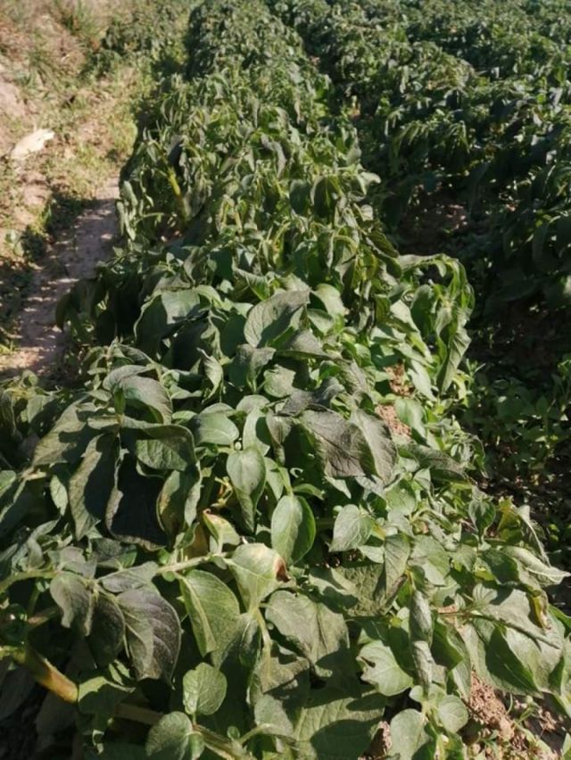 Helada deja grandes pérdidas en cultivos de papa y arveja en Cercado - Tarija 