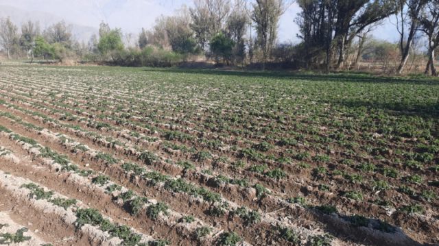 Tarija: Heladas dejan pérdida de más Bs 70 MM en cultivos de uva y papa