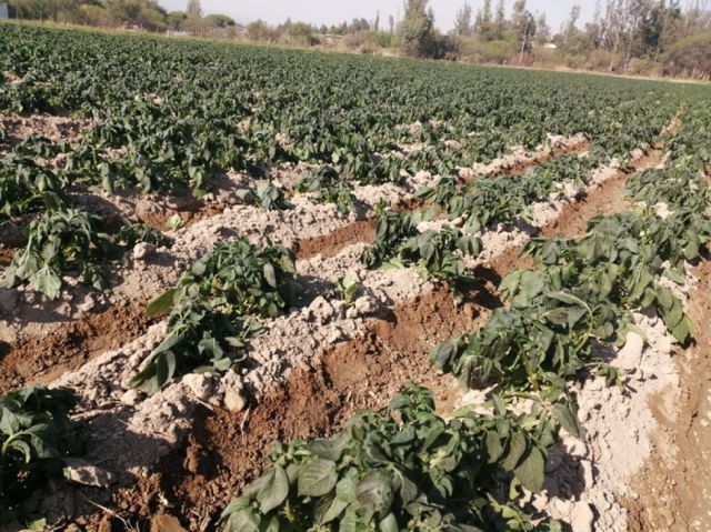 Concejo pide agilizar declaratoria de emergencia por heladas en Cercado - Tarija