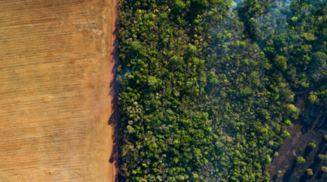 Planeta Vivo 2022: La deforestación y el uso de suelo principales causas de pérdida de biodiversidad en Bolivia