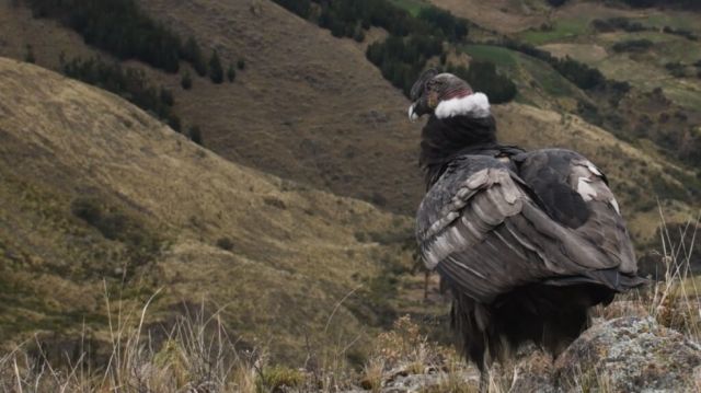 Aprueban proyecto de ley que declara patrimonio natural al Cóndor Andino