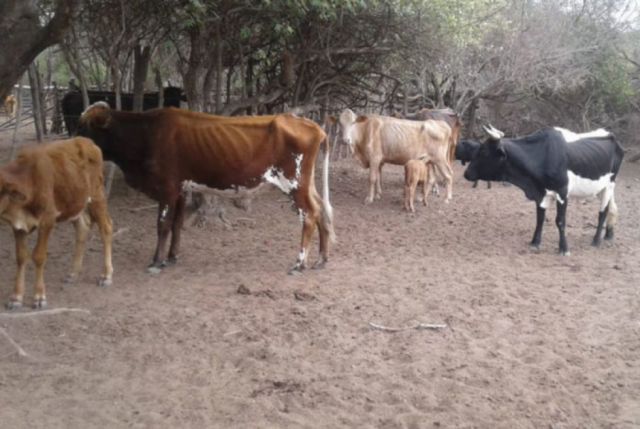 Ganaderos del Chaco se capacitarán en nutrición y sistema de engorde