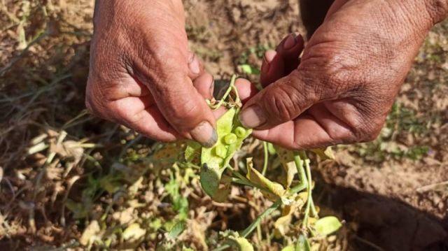 Tarija: Campesinos piden un seguro agrícola para blindar sus cultivos