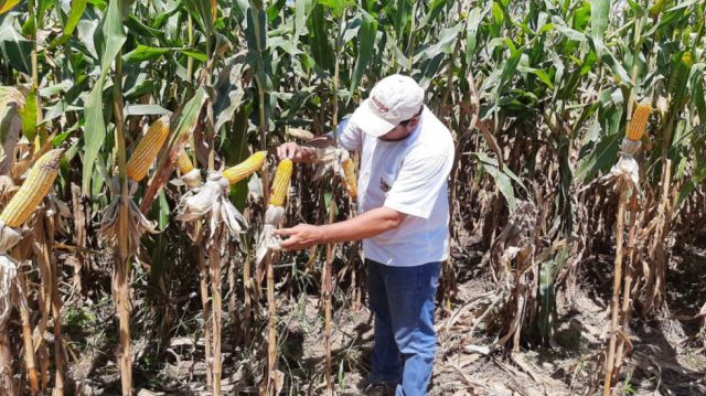 Anapo rechaza suspensión de exportaciones y aclara que abastece al mercado interno con solo el 20% de su producción
