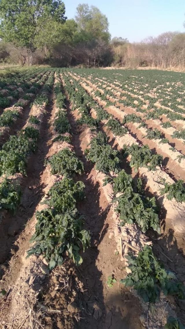 Piden al Gobierno subvencionar fertilizantes para el agro tarijeño