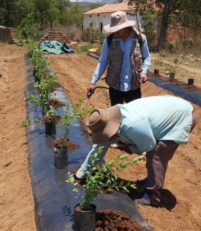Tarija: Sedag impulsa cultivos de arándanos en comunidades 