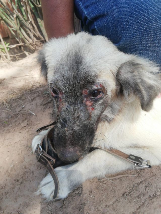 OPS dona collares repelentes para combatir la Leishmaniasis en canes