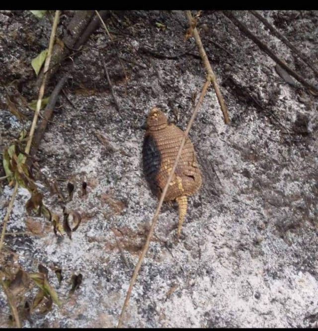 Seis viviendas fueron afectadas por el incendio en Padcaya, instituciones descentralizadas envían ayuda