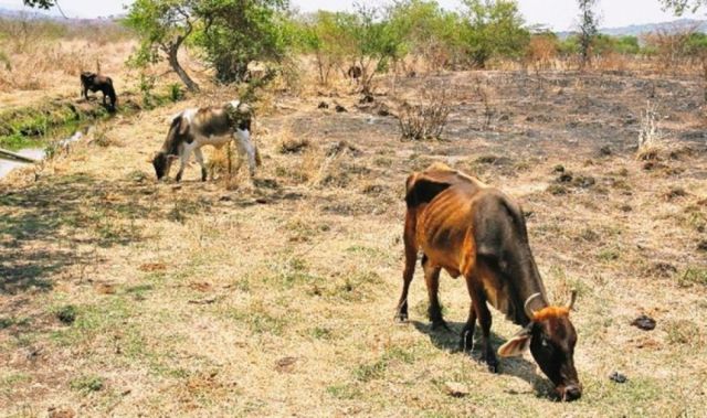 Sequía enfrenta a campesinos y al Gobierno Regional
