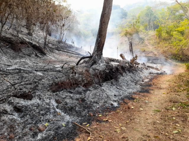 A los citrícolas les llevará cinco años reponerse de los incendios 