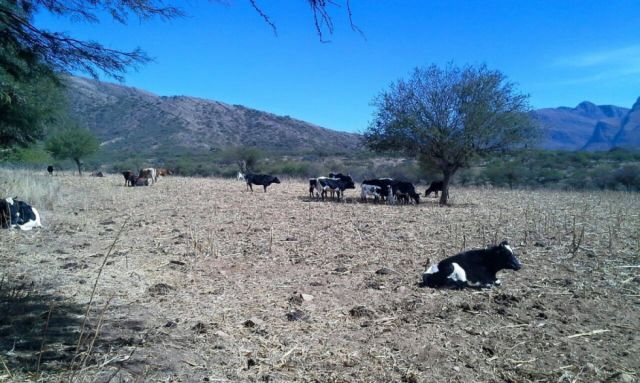 Tarija: La ausencia de lluvias preocupa al sector productivo
