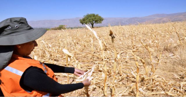 Tarija: Municipios gestionan ayuda con el Gobierno para los productores 