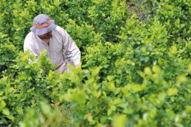 UNODC informa que los cultivos de coca en Bolivia crecieron en 4%, aunque es menor a años anteriores