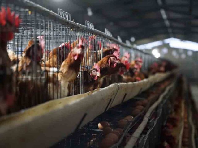 Ecuador sacrificará 180 mil aves por influenza aviar