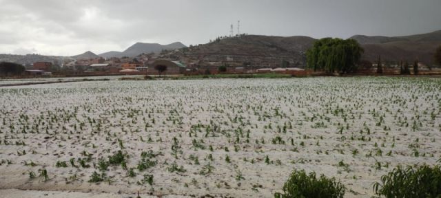 Culpina trata de salvar cultivos dañados por el granizo