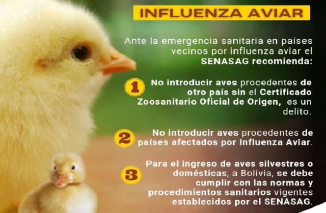Influenza aviar: Senasag declara alerta sanitaria