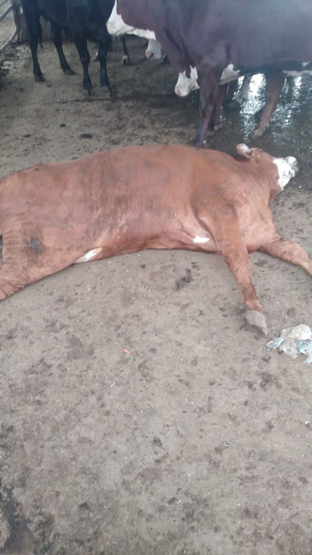 Tarija: Cinco reses murieron tras desbarrancarse y 25 serán faenadas